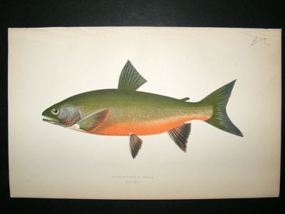 Fish Print: 1869 Willoughby's Char, Couch