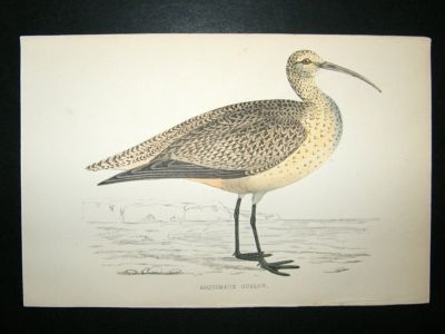 Bird Print: 1867 Esquimaux, Morris, hand coloured