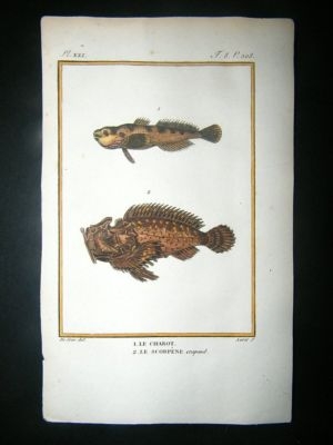 Fish Print: 1805 Chabot, Scorpene, Hand Col, Latreille