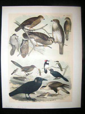 Studer 1881 Folio Bird Print. Buzzard, Owls, Jay, Hawks