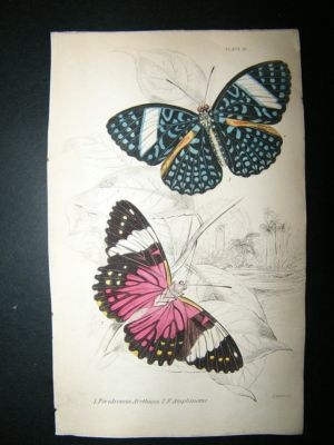 Jardine: 1837 Peridroma etc, Butterfly Print