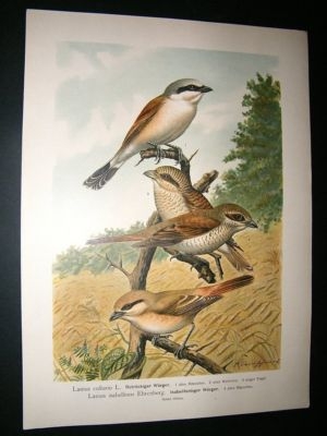 Bird Print: 1890's Shrikes, Folio