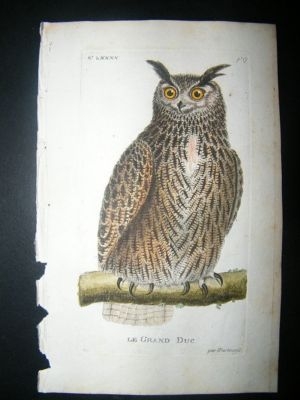 Martinet: C1780 Great Owl, Hand Colored Bird