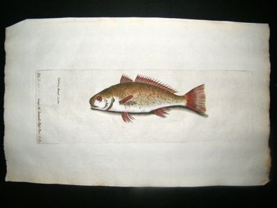 Willughby & Ray 1686 Folio Hand Col Fish Print. Umbra Rond Fish