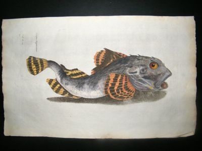 Willughby & Ray 1686 Folio Hand Col Fish Print. Scorpius Fish
