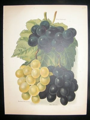 Fruit Print: 1890's Black Alicante Grapes, etc. Wright