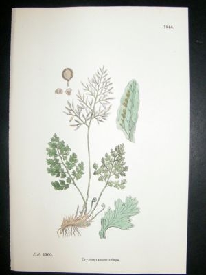 Botanical Print 1899 Cryptogramme Crispa Fern, Sowerby