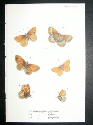 Butterfly Print: 1896 Caenonympha, Kirby