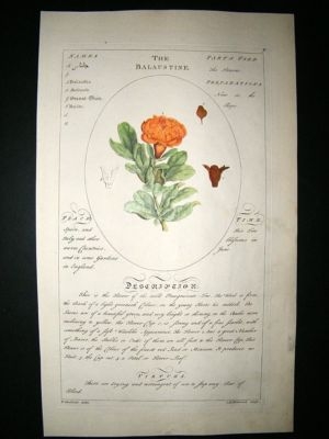 Sheldrake: 1759 Medical Botany. Balaustine Pomegranate. Hand Col