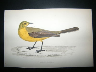 Bird Print: 1867 Yellow Wagtail, Morris Hand Col