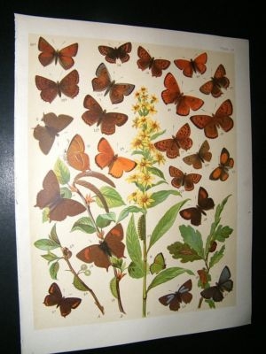 Kirby 1907 Lycaenidae Butterflies 14. Antique Print