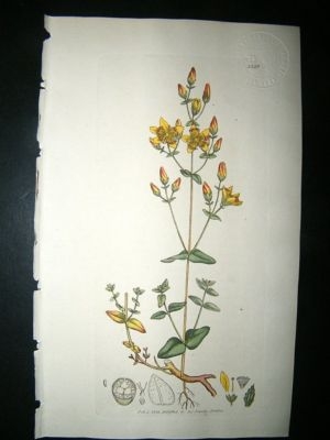 Botanical Print: 1803 St. John's Woort #1227, Sowerby H