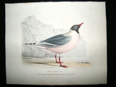 Swainson 1831 Franklin's Rosy Gull, Hand Col Bird Print