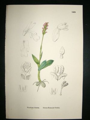Botanical Print 1899 Dense-Flowered Orchis Orchid, Sowe