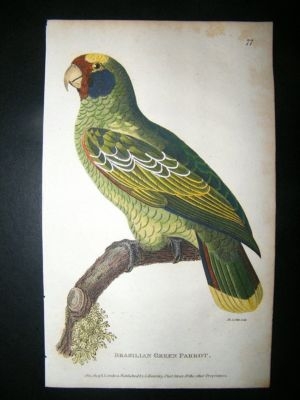 Shaw: 1811 Hand Col Bird, Brasillian Green Parrot.
