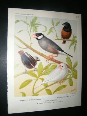 Bird Print 1880 Magafinch, Java Sparrow