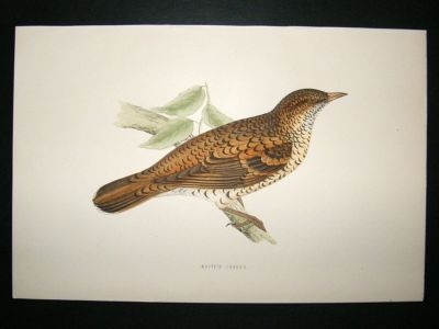 Bird Print: 1891 White's Thrush, Morris, hand coloured