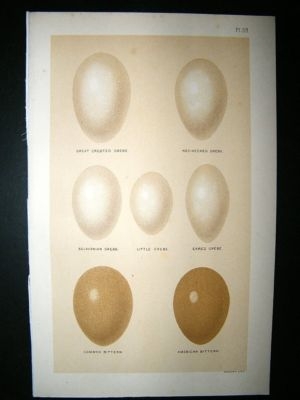 Seebohm 1896 Antique Bird Egg Print. Grebe, Bittern