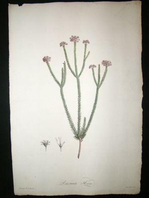 Redoute: 1800s Folio Hand Col Botanical. Diosma Hirta