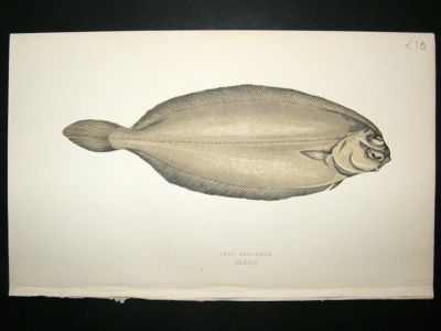 Fish Print: 1869 Long Flounder, Couch