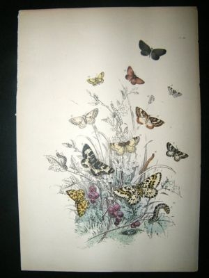 Moth Print: 1860 Plate 43, Humphreys, Hand Col