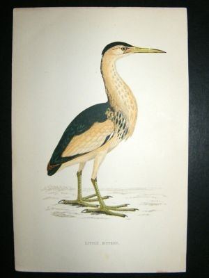 Bird Print: 1867 Little Bittern, Morris, hand coloured