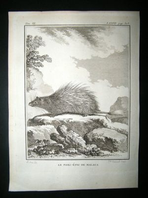 Buffon: C1770 Porcupine of Malacca, Antique Print