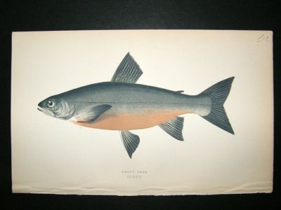 Fish Print: 1869 Gray's Char, Couch