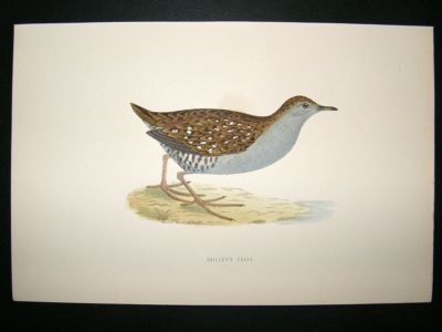 Bird Print: 1891 Baillon's Crake, Morris, hand coloured