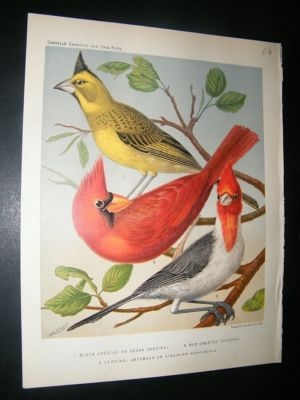 Bird Print 1880 Green Red Cardinal, Virginian Nightinga