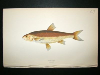 Fish Print: 1869 Graining, Couch