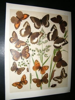Kirby 1907 Satyridae Butterflies 11. Antique Butterfly Print