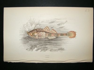 Fish Print: 1869 Fogge, Couch