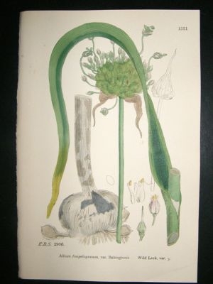 Botanical Print 1899 Wild Leak Var.Y, Sowerby Hand Col