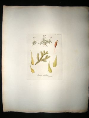 Botanical Print: 1818 Mosses, Hypnum Andicolum, Hooker,