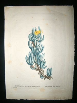 Redoute: 1800s Botanical Print. Mesembryanthemum