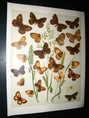 Kirby 1907 Satyridae Butterflies 12. Antique Print