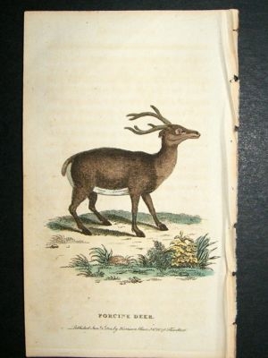 Porcupine Deer: 1800 Hand Colored Print