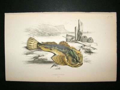 Fish Print: 1869 Father-Lasher, Couch