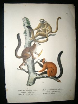 Schinz: 1820's Hand Coloured Print, Monkeys, Lemur.