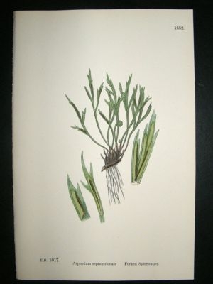 Botanical Print 1899 Forked Spleenwort Fern, Sowerby Ha