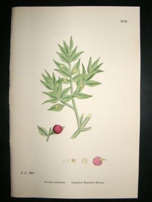 Botanical Print 1899 Common Butcher's Broom, Sowerby Ha