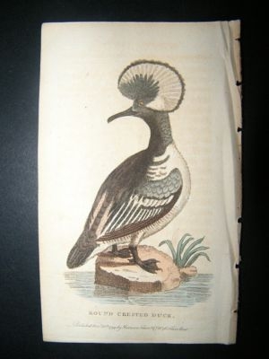 Bird Print: 1799 Round Crested Duck, HC