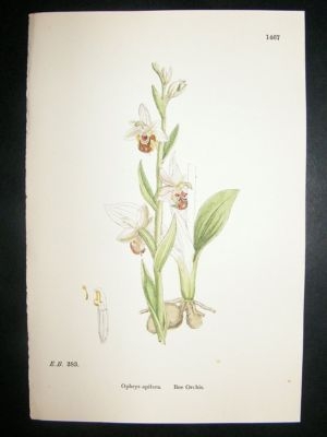 Botanical Print 1899 Bee Orchis Orchid, Sowerby Hand Co