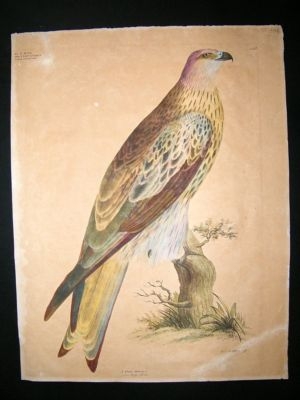 Goldfuss: C1830 LG Folio Hand Col Bird Print. Falcon