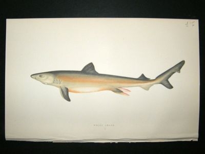 Fish Print: 1869 White Shark, Couch
