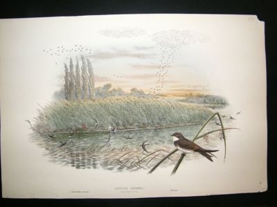 Gould Birds of Great Britain: 1862 Sand Martin, h/col'