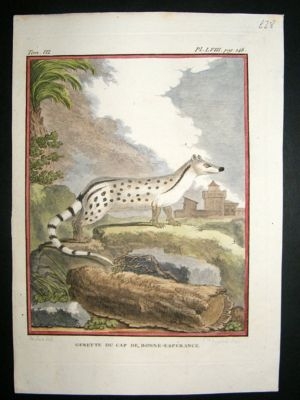 Buffon: C1770 Genet, Hand Colored Antique Print