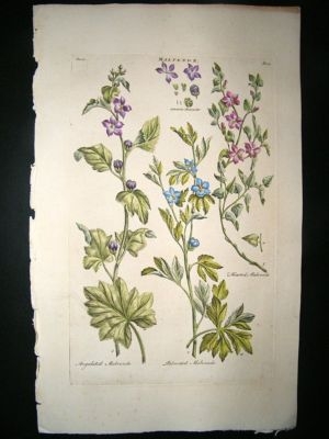 Hill:C1760 Folio Botanical Malvende Hand Col.