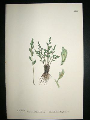 Botanical Print 1899 Alternate-Leaved Spleenwort Fern,